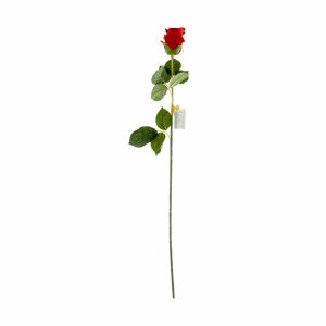 Rosa Solitaria FREE HOME