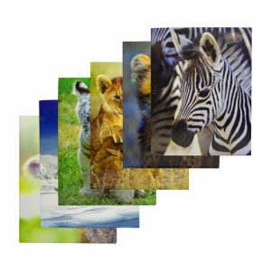 Carpetas Surtidas Con Diseño De Animales PROMARX Unidad