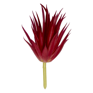 Suculenta Decorativa Artificial Roja Tipo Tipo Agave SKYLARK 15 X 12 Cm